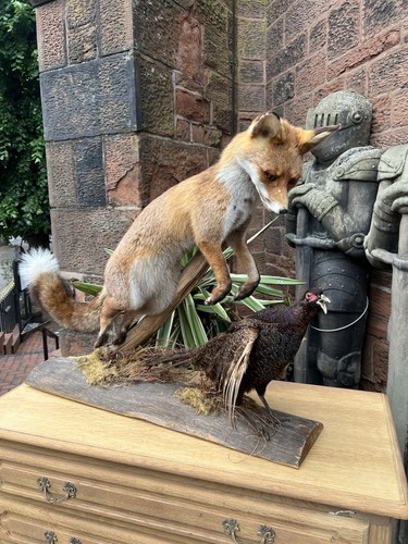 Taxidermy fox vulpes - fox,