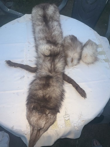 Whole fox body - taxidermy,, real