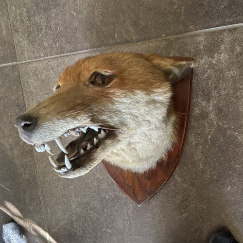 Fox head taxidermy - taxidermy, on
