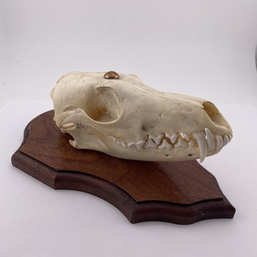 Unique mounted fox skull - unique,