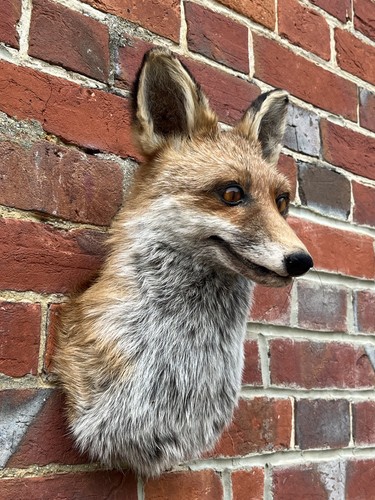 Nice new european fox - new,