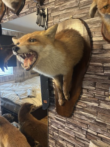 Taxidermy half mount fox - taxidermy,