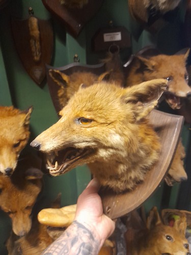 Taxidermy fox mask head - fox, mount