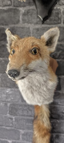 Taxidermy fox head mount - fox, on