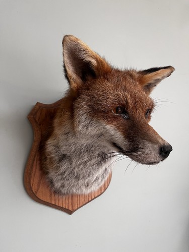 Fox taxidermy mount - taxidermy, wall
