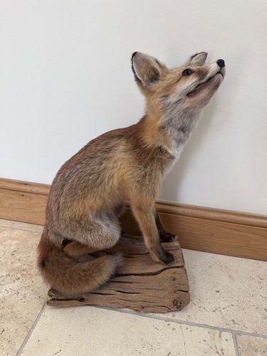 Taxidermy fox cub mounted - mounted, on