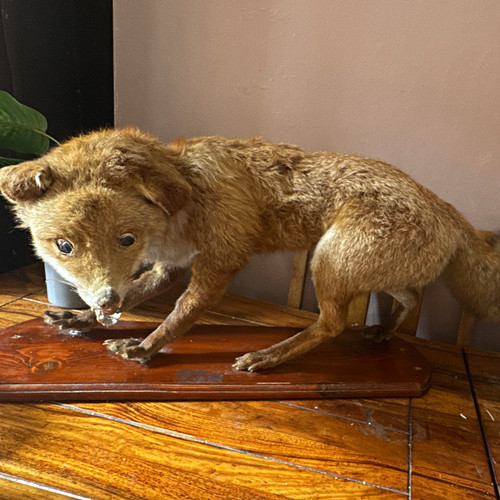 Full body fox taxidermy - fox, mount