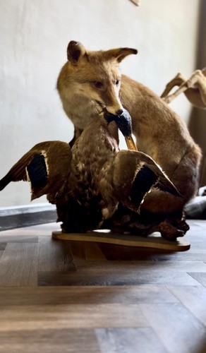 Large taxidermy full mount fox - mount,